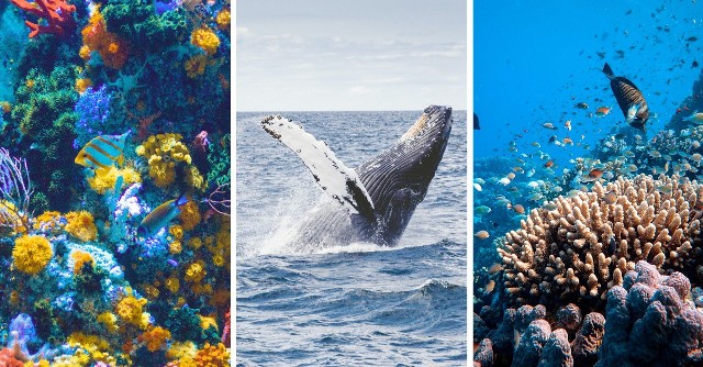 Pełne morza są domem dla milionów gatunków i są największym siedliskiem na planecie. Teraz będą lepiej chronione.