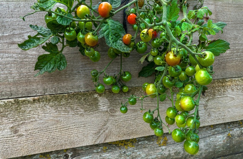 Pomidory można uprawiać nie tylko tradycyjnie, ale dosłownie...