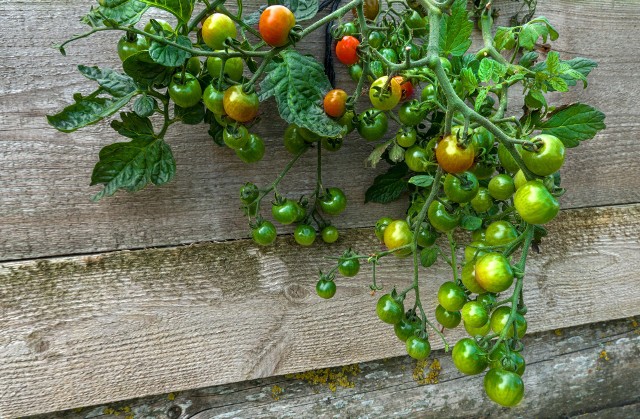 Pomidory można uprawiać nie tylko tradycyjnie, ale dosłownie do góry nogami, w wiszących pojemnikach. Ta metoda sprawdzi się nie tylko w ogrodzie, ale też na balkonie i szklarni.