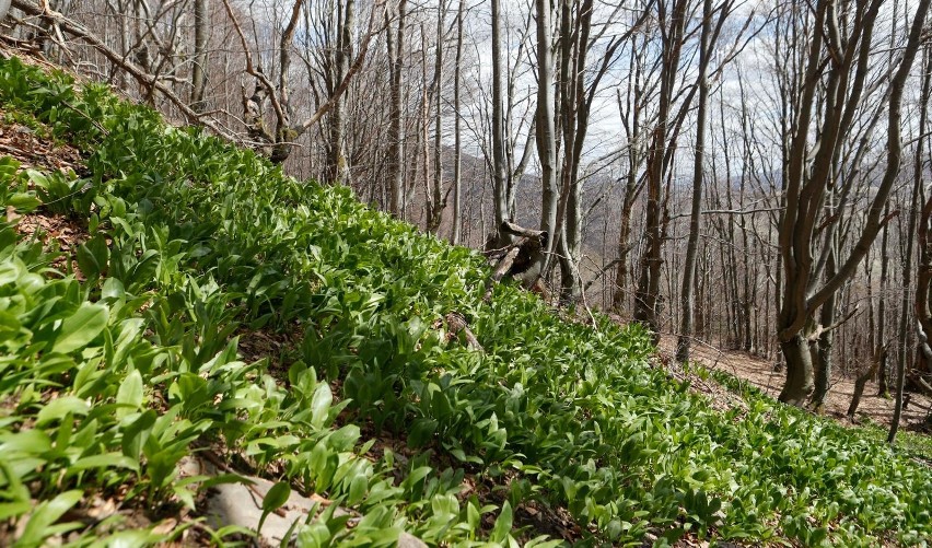 Bieszczady wyróżnia bogata i piękna roślinność.