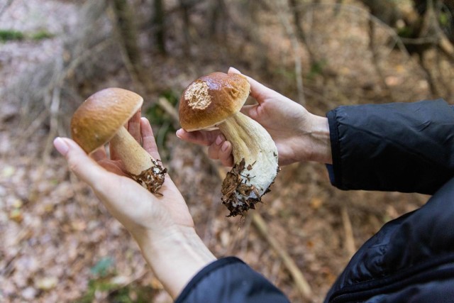 Choć wysyp grzybów pojawi się późnym latem, już teraz można pokusić się o zebranie tych pierwszych okazów. W lasach widoczne są m.in. borowiki, prawdziwki i kurki.