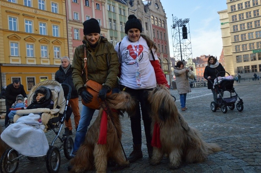 24. Finał WOŚP we Wrocławiu. Kwestują właściciele psów rasy...