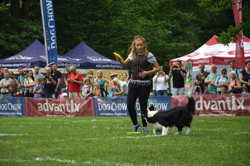 Zawody dogfrisbee czyli Dog Chow Disc Cup 2016 w parku...