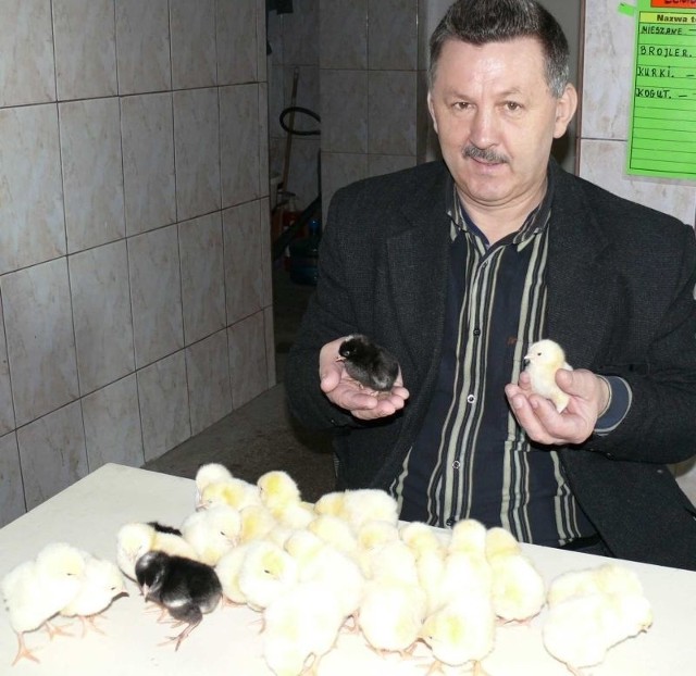 Jan Walasek - właściciel wylęgarni drobiu w Pińczowie: -  W tym roku z inkubatorów wyjdzie około 200 tysięcy piskląt w tym 150 tysięcy kurczaków - po równo kokoszek i kogutków.
