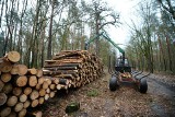 Na północy Torunia trwa wycinka drzew. Nadleśnictwo uspokaja - to dla dobra lasu