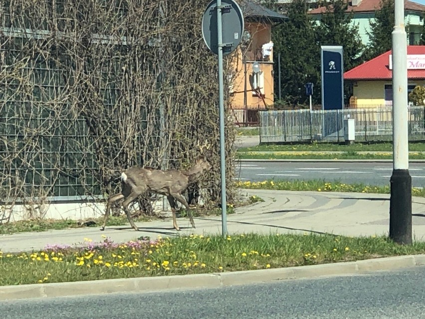 Koziołek (rogacz), czyli samiec sarny spacerował sobie w...