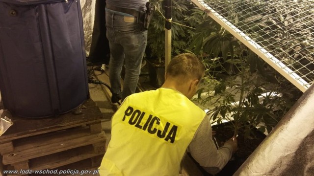 25-letni mężczyzna prowadził w Tuszynie profesjonalną uprawę marihuany. Miał 189 krzaków konopi, do tego 5 kg gotowego suszu oraz specjalistyczny sprzęt do uprawy konopi. Plantację zlikwidowała policja, wchodząc przez okno.WIDEO Z AKCJI I WIĘCEJ INFORMACJI - CZYTAJ DALEJ NA KOLEJNYM SLAJDZIE