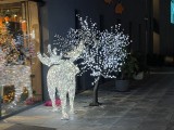 W Międzyzdrojach iluminacje świąteczne zaświeciły! Wraz z nimi pojawiła się prawdziwie świąteczna atmosfera! Zobacz zdjęcia!