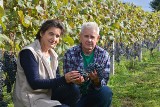 Strefa Agro. Winobranie i tajniki uprawy winorośli w Świętokrzyskiem