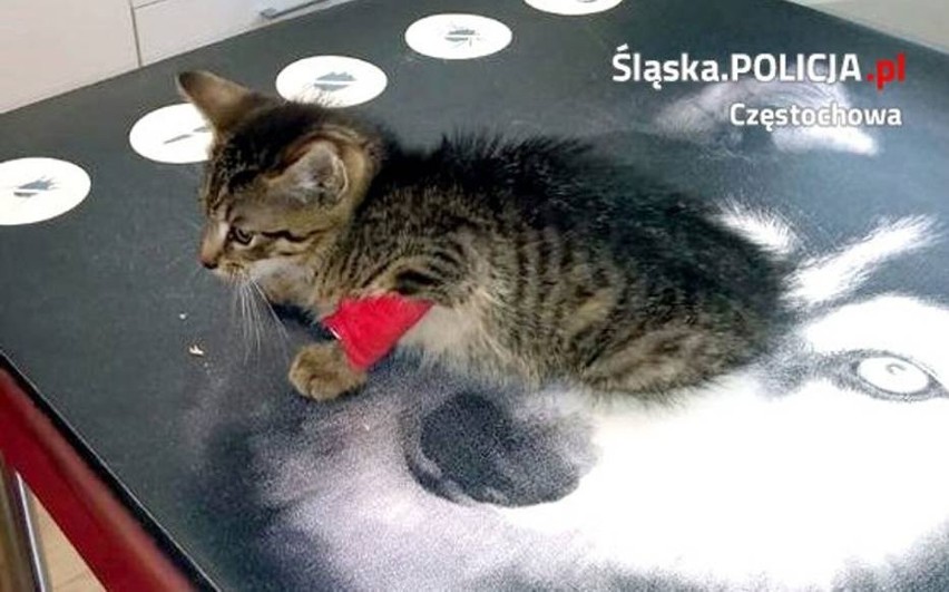 Policjanci z Częstochowy uratowali małego kotka, który wpadł...