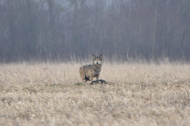Czytelnik Łukasz Szewczyk uchwycił na zdjęciach watahę wilków.