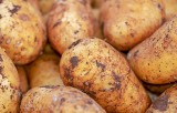 Rolnicy otrzymają rekompensaty za ziemniaki zutylizowane w 2021?