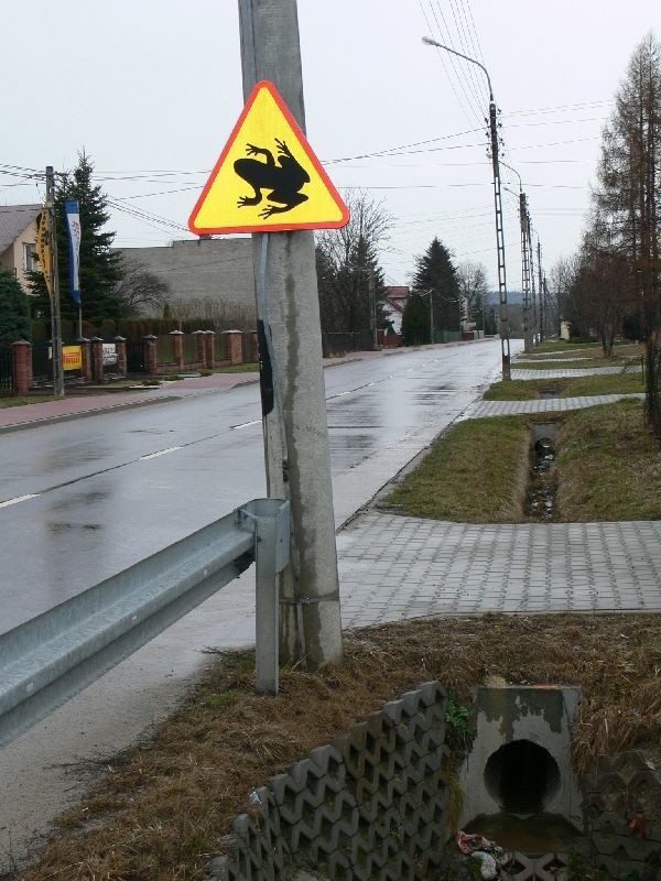 Pierwszy taki znak w powiecie skarżyskim. Na ulicy Paryskiej w Skarżysku &#8211; Kamiennej ostrzega kierowców, by unikali rozjeżdżania żab. 