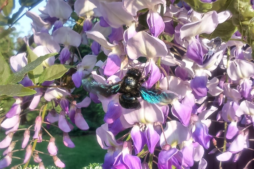 Fioletowa pszczoła znów pojawiła się w Polsce