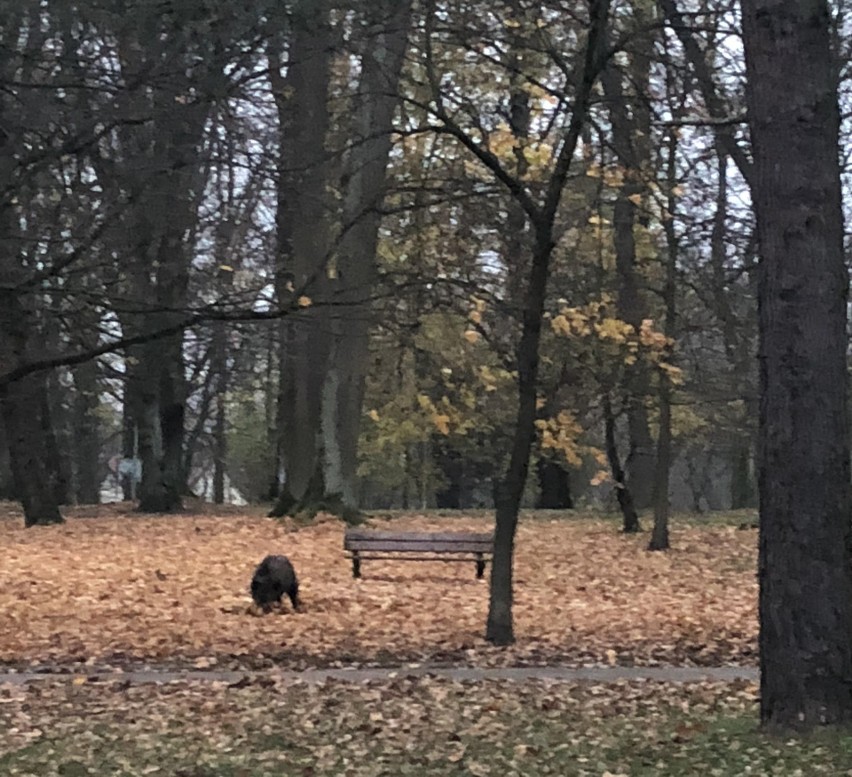 Dziś, około godziny 15:30, w parku koło Biblioteki...