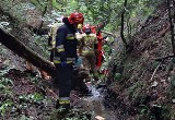 Tragiczny wypadek w lesie w Godziszce. Drzewo przygniotło drwala. Wołanie o pomoc usłyszała przypadkowa kobieta