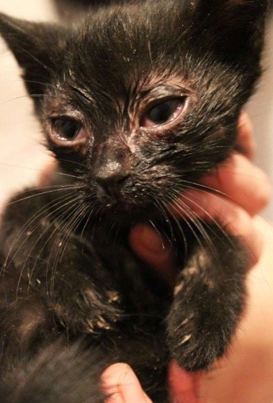 Horror w Katowicach: Kotom wypaliło oczy po dezynfekcji