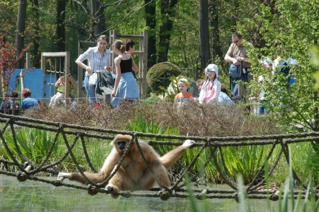 Rada proponowała m.in. wprowadzenie biletów dla dzieci za złotówkę (m.in. do  zoo). Pomysł upadł, bo miasta na to nie stać.