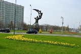 Kwitnące żonkile na wielkim skrzyżowaniu w centrum Stalowej Woli. Zobacz zdjęcia