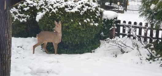 Para sarenek w ostatnich dniach chętnie odwiedza mieszkańców...