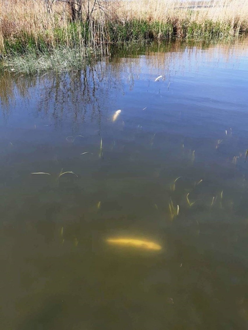 Z dnia na dzień jest coraz więcej śniętych ryb na zalewie...