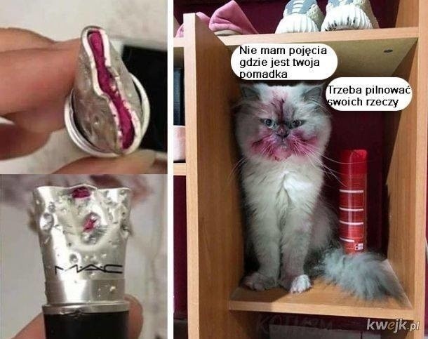 Dzień Kota 2023: Najśmieszniejsze memy o kotach w dniu ich...