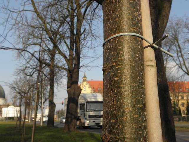 Zarząd Dróg Powiatowych uzyskał z Urzędu Miasta stosowną zgodę na wycinkę. W zamian ma nasadzić nowe. Przy ulicy Roosevelta pojawiły się już młode lipy amerykańskie.