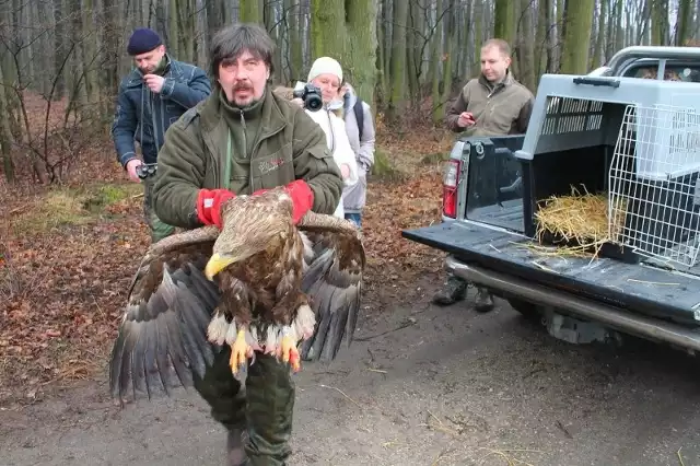 - Na Opolszczyźnie żyje tylko nieco ponad 20 par tych pięknych ptaków - mówi Jacek Wąsiński. Wczoraj razem z miłośnikami dzikich zwierząt wypuścił na wolność dwa wyleczone bieliki.