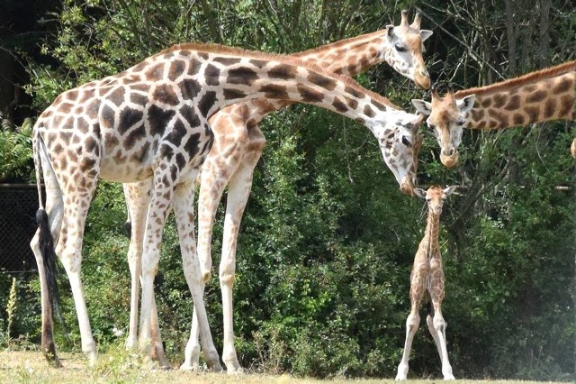 Zoo Poznań ma nowego mieszkańca. Urodziła się żyrafa!