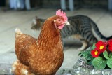 Ptasia grypa u kotów z surowego mięsa? Wiceminister: To nieprawda. Branża broni polskiego drobiu i chce rzetelnego wyjaśnienia