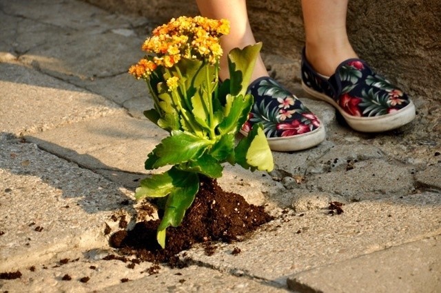 Aktywiści zasadzili kwiatki w miejsce dziur na ulicach wokół wrocławskiego Rynku