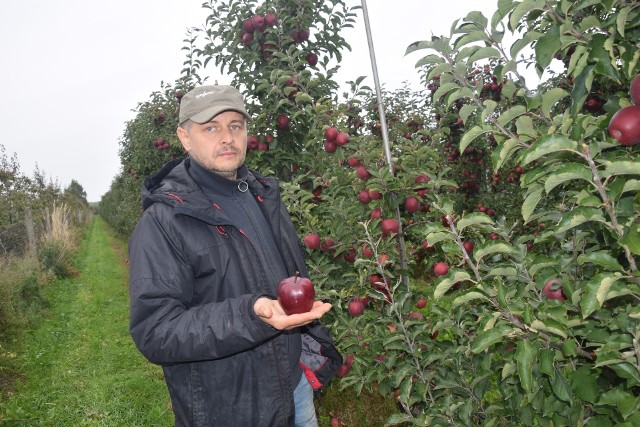 Jacek Dębski trzyma w ręku jabłko jednej z 27 odmian „100-procentowego jabłka grójeckiego”. Certyfikowane jabłka grójeckie, to nasze dobro narodowe, które w 2011 roku zostało wpisane do unijnego rejestru jako Chronione Oznaczenie Geograficzne. Więcej n kolejnych zdjęciach.
