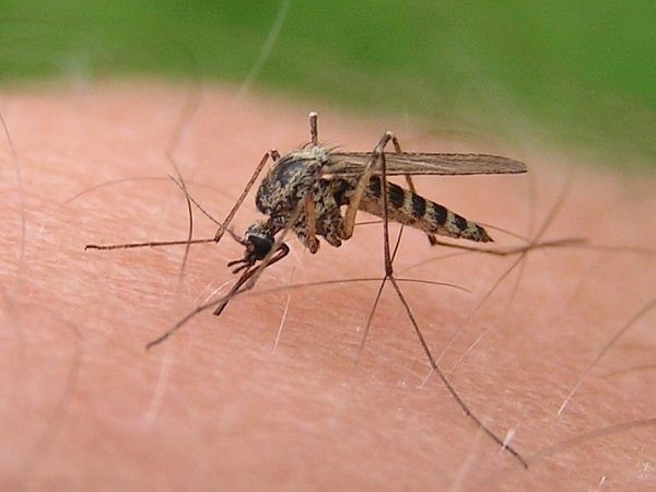 Samica komara w trakcie odżywiania się krwią.