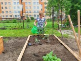 W Starachowicach powstaje Ogród Społecznościowy. Robią go seniorzy i młodzież