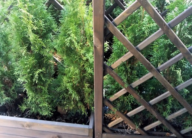Sadzenie roślin iglastych w donicach, by udekorować nimi balkon lub taras, jest coraz popularniejsze. W donicy lub pojemniku można stworzyć kompozycję, która składa się tylko z roślin iglastych lub połączyć iglaki z bylinami, trawami ozdobnymi lub roślinami jednorocznymi.