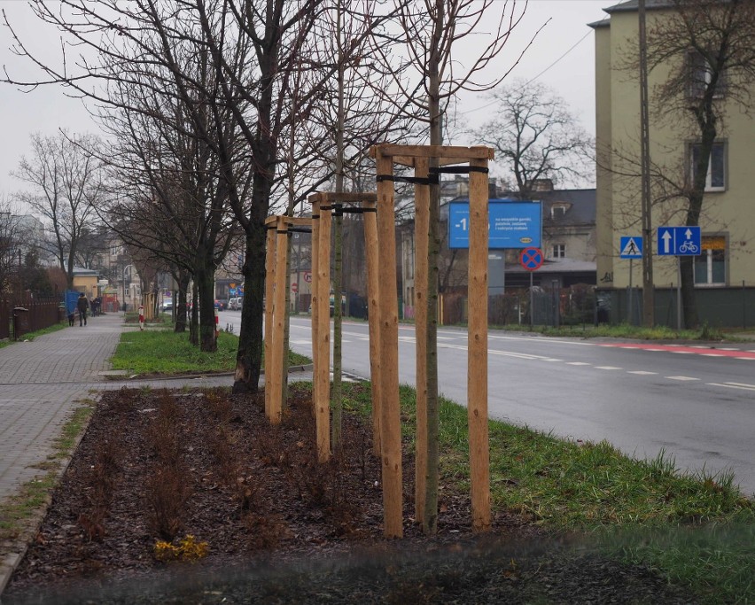 Nowe drzewa, nowe krzewy. Lublin zakończył jesienne nasadzenia. Gdzie pojawiły się nowe rośliny? 
