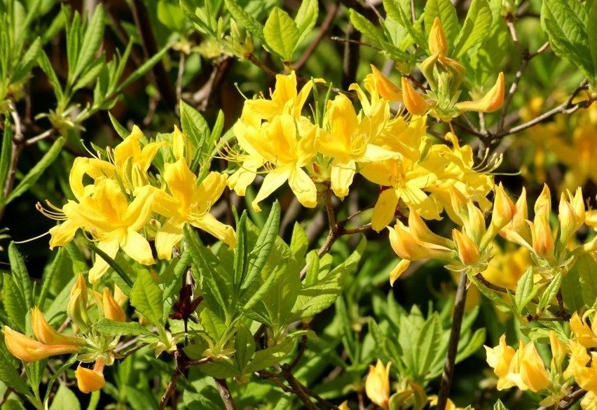 Azalie o żółtych kwiatach należą do różnych gatunków. Wiele...
