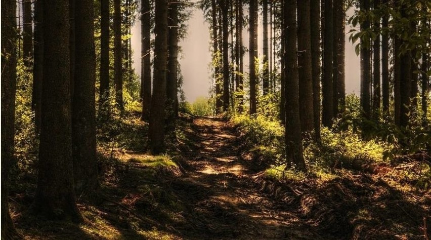 Niebezpiecznie sucho w polskich lasach. Niemal w całej Polsce obowiązuje trzeci, najwyższy stopień zagrożenia pożarowego