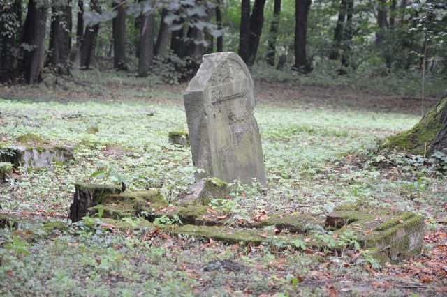 Cmentarz żydowski w lesie na Grabówkach wymaga pilnie prac renowacyjnych i konserwacyjnych. Macewy są w stanie katastrofalnym: porośnięte mchem, poprzewracana, połamane