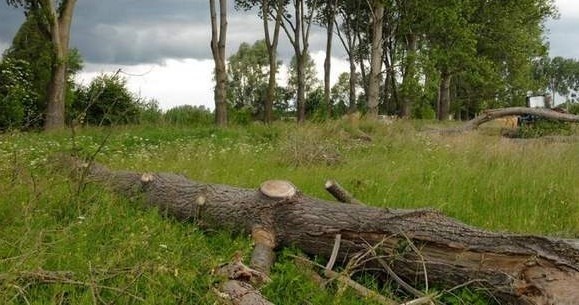 Urzędnicy twierdzą, że jedno z niepodciętych drzew przewróciło się w  zeszłym tygodniu na pobliskie pole.