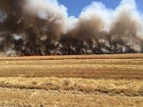 Konarzewo: Pożar pola jęczmienia. Dym było widać w okolicach Dopiewa i Stęszewa [ZDJĘCIA]