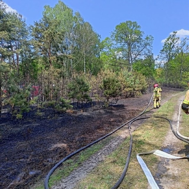 Pożar lasu w okolicy Bucharzewa. Spłonęło około 30 arów młodnika. Sześć zastępów straży pożarnej oraz sierakowscy leśnicy w akcji (13.05.2023).