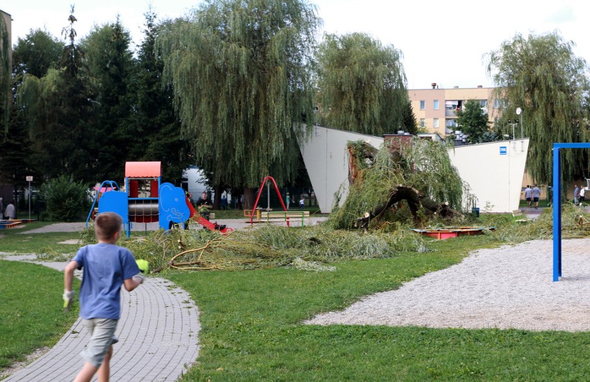 Nowy Sącz. Drzewo runęło na dzieci na placu zabaw [ZDJĘCIA, WIDEO]