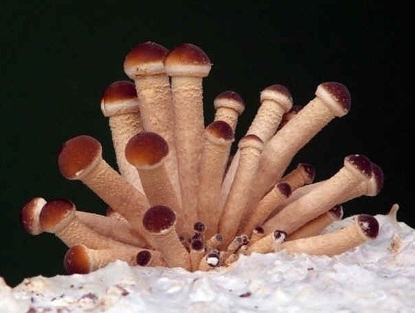 Kaliszanin hoduje grzyby, które pomagają leczyć nowotwory, Zobacz jak wyglądają. ZDJĘCIA