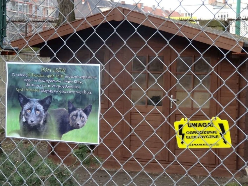 Stare zoo w Poznaniu: Cyryl i Ferdynand znaleźli nowy dom