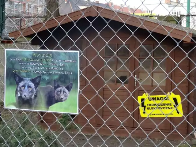 Stare zoo w Poznaniu: Cyryl i Ferdynand znaleźli nowy dom