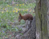 Proszowice. Wiewiórki w miejskim parku poczuły wiosnę lub... rewitalizację [ZDJĘCIA]