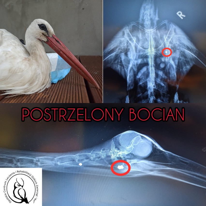 Ktoś próbował zastrzelić bociana. Ptak trafił do Opolskiego Centrum Leczenia i Rehabilitacji Dzikich Zwierząt "Avi"