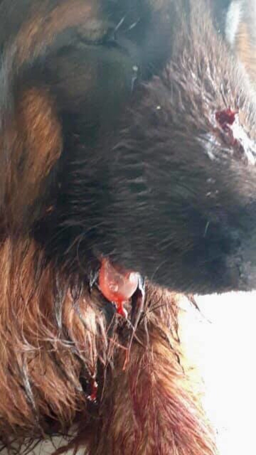 Dolny Śląsk: Policjanci zastrzelili psa podczas interwencji. Obrońcy zwierząt: bestie, nie stróże prawa. Policja: Broniliśmy się