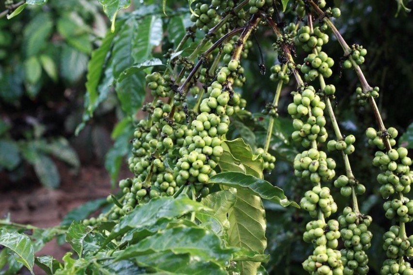 Kawowiec to wiecznie zielony krzew, który zaczęto uprawiać i...